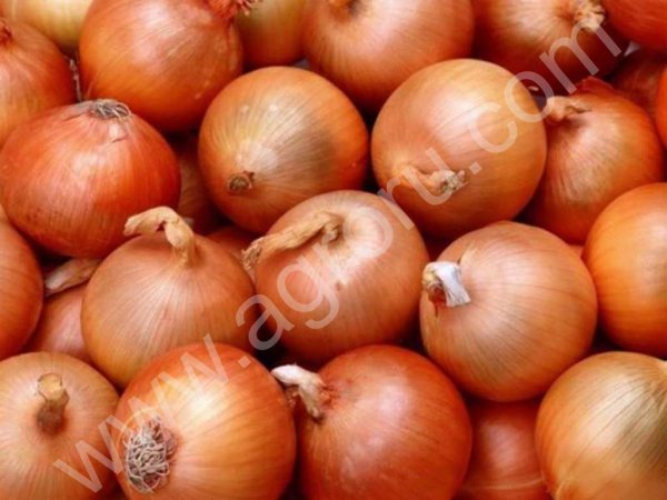 Семена лука Халцедон