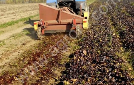 Машина ботвоуборочная МБЛ-1,4 (свекловичная, морковная)