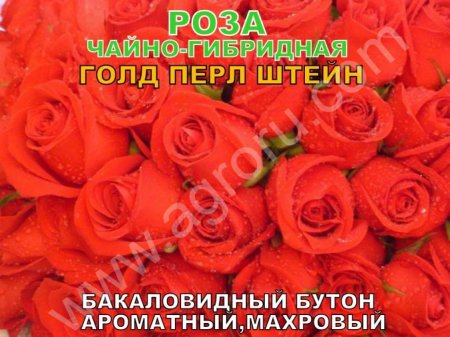 САЖЕНЦЫ РОЗ