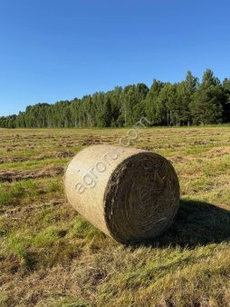 Сено луговое разнотравье