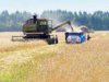 Пять районов Тюменской области завершили уборку зерновых