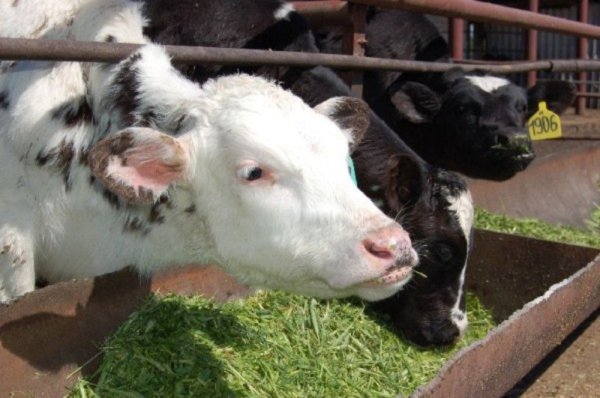 Помощь нужна быстрее