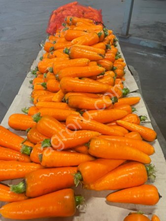 Морковь мытая