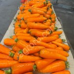 Морковь мытая