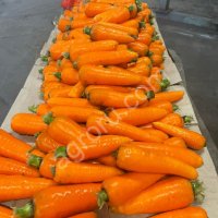 Морковь мытая