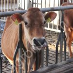 Племенные нетели голштино-фризской и породы Джерси