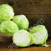 капуста белокочанная оптом