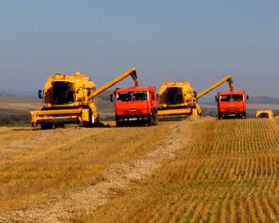 Аграрии не продают зерно государству