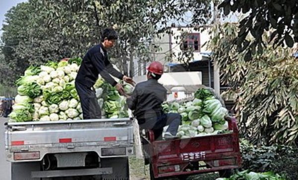 С овощебазы на Софийской улице похищен груз фруктов