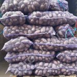 Картофель Коломбо и Эволюшн