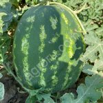 Арбуз Каристан