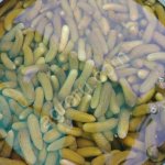 Маринованные корнишоны в бочках