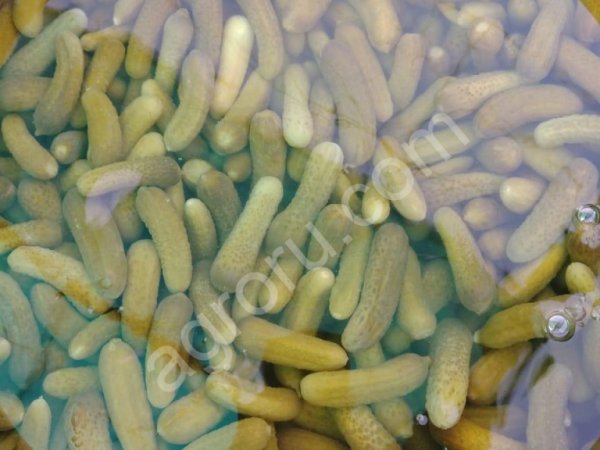 Маринованные корнишоны в бочках