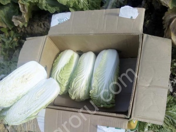 Пекинская капуста
