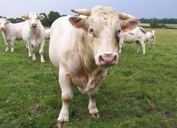 Подведены итоги работы животноводства в 1 квартале 2011 года