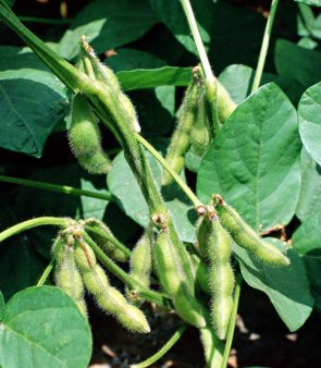 Снижение цен на сою обусловлено техническими факторами, в перспективе – стойкий рост