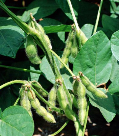 Снижение цен на сою обусловлено техническими факторами, в перспективе – стойкий рост