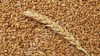 Пшеница тонн