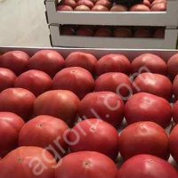 Томат розовый