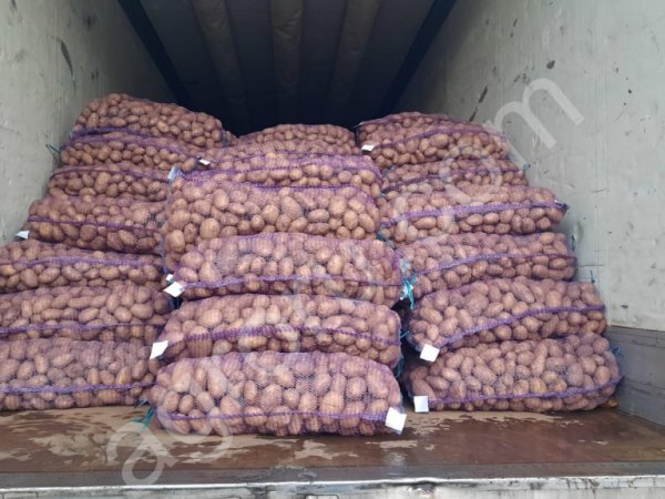 Картофель оптом сорт Джувел