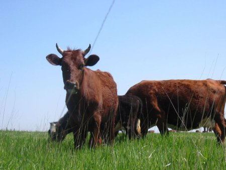 На молочный комплекс в Наровчатском районе поступила партия скота