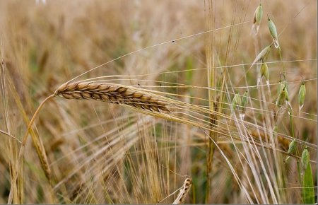 В 2008/09 МГ экспорт зерновых из Эстонии в 1,7 раза превысил импорт