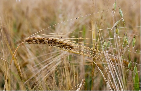 В 2008/09 МГ экспорт зерновых из Эстонии в 1,7 раза превысил импорт