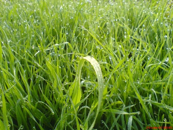 Египет проводит новый тендер на закупку пшеницы