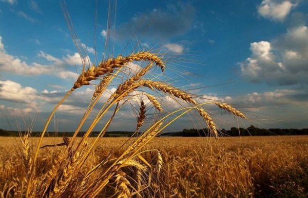 Особенности агрометеорологических условий на территории России во второй декаде мая 2016 г