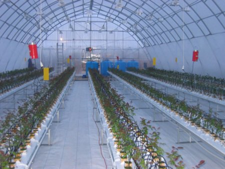 В Новгородской области на развитие теплиц потратят более 470 млн рублей