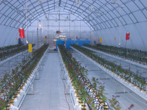 В Новгородской области на развитие теплиц потратят более 470 млн рублей