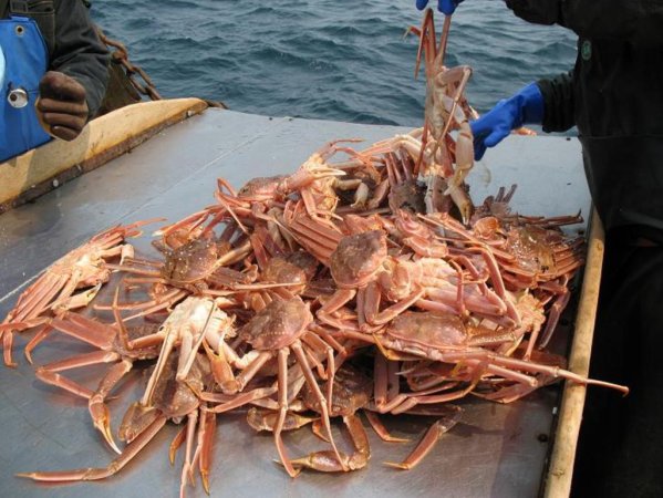 Южнокорейская шхуна под флагом Сьерра-Леоне вела преступный промысел российского краба