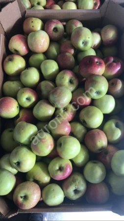 Яблоки