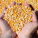 Кукуруза фуражная