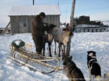 В Корякии продолжается корализация оленей