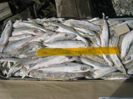 Вылов зубатки стабилен