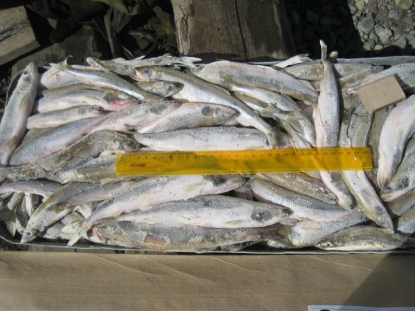 Вылов зубатки стабилен