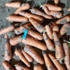 Морковь (на социалку)