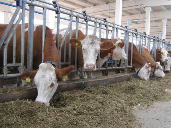 С 2017 года каждая ферма должна будет иметь оборудование для определения качества молока, - эксперт