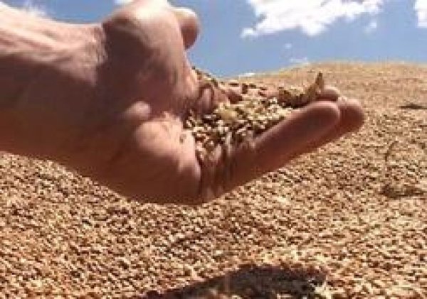 Темпы роста экспорта зерна из РФ в 2014-2015 сельхозгоду замедлились до 22%