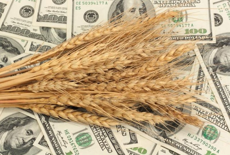 Пшеница США: биржи пошли в спекулятивный рост в преддверии отчета USDA
