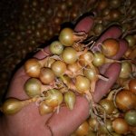 Лук севок Штутгартер