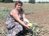 Знаменитые волгоградские арбузы погубили китайцы