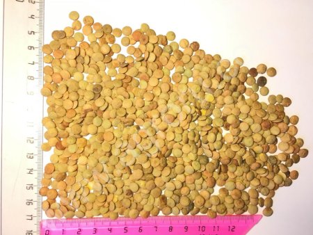 Зеленая чечевица калибра 5+