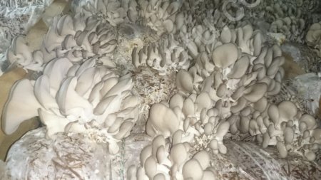 Гриб Вёшенка свежий, маринованный, сушеный,шоковая заморозка,грибной порошок