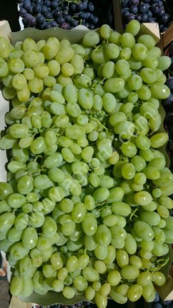виноград столовых сортов
