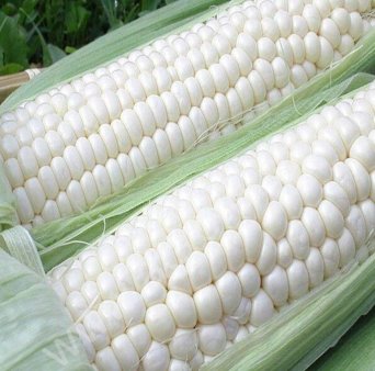 Белая кукуруза