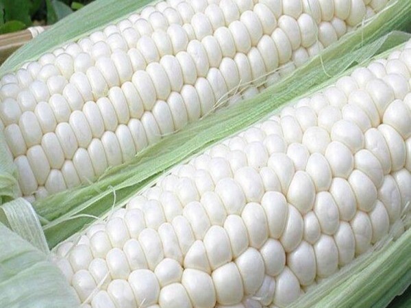 Белая кукуруза