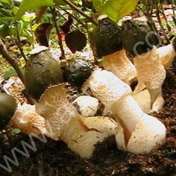 Мицелий (семена) грибов Веселка для выращивания в домашних условиях