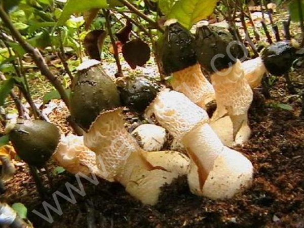 Мицелий (семена) грибов Веселка для выращивания в домашних условиях